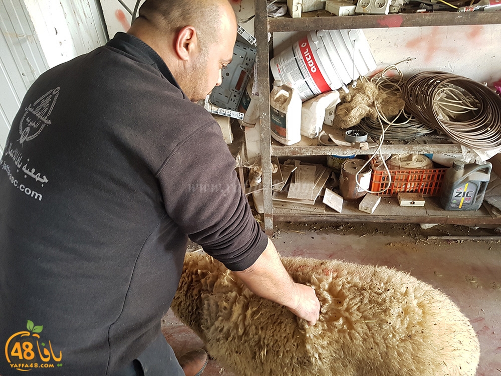 dab7 kharoof jam3iya (5).jpg